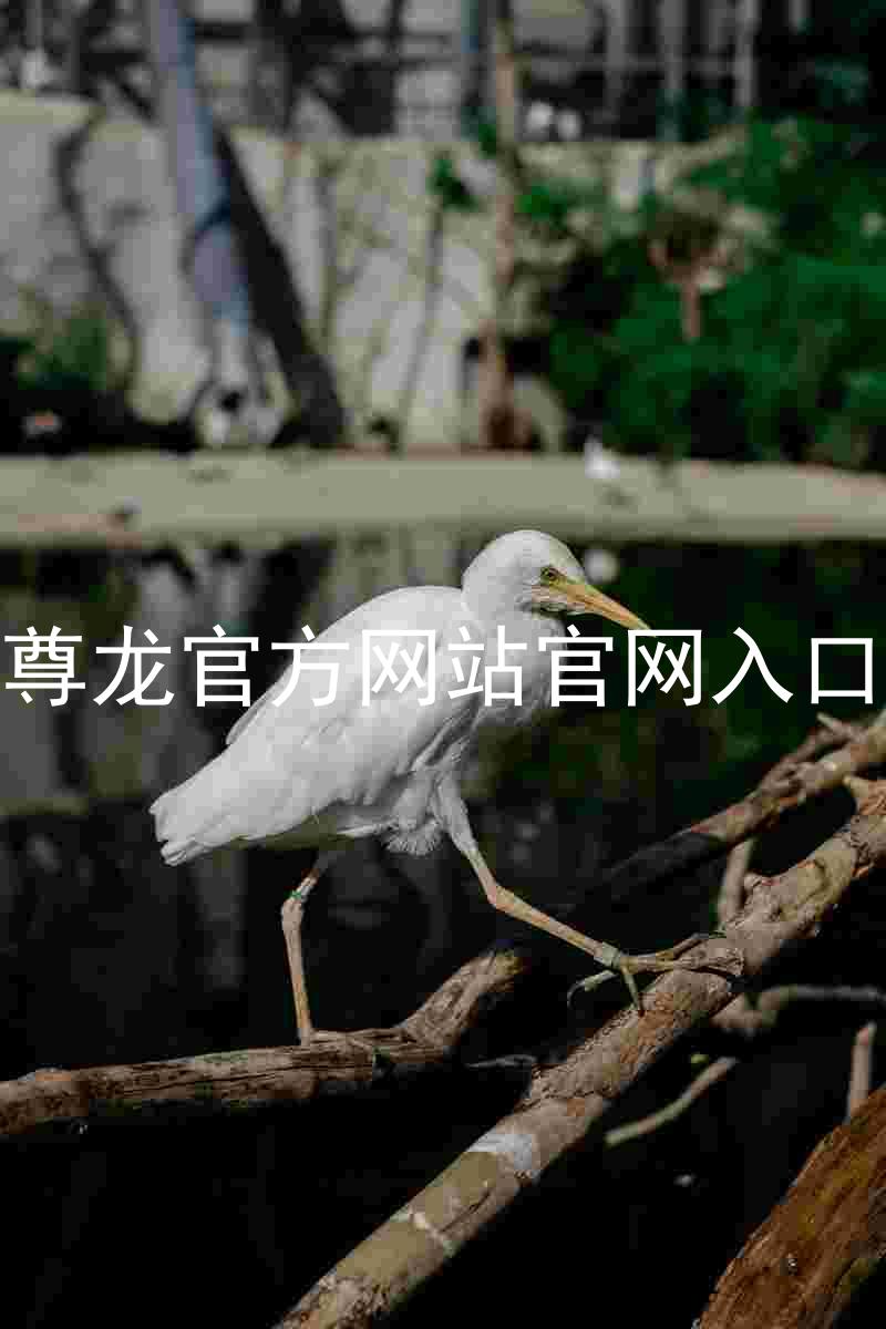 尊龙官方网站官网入口