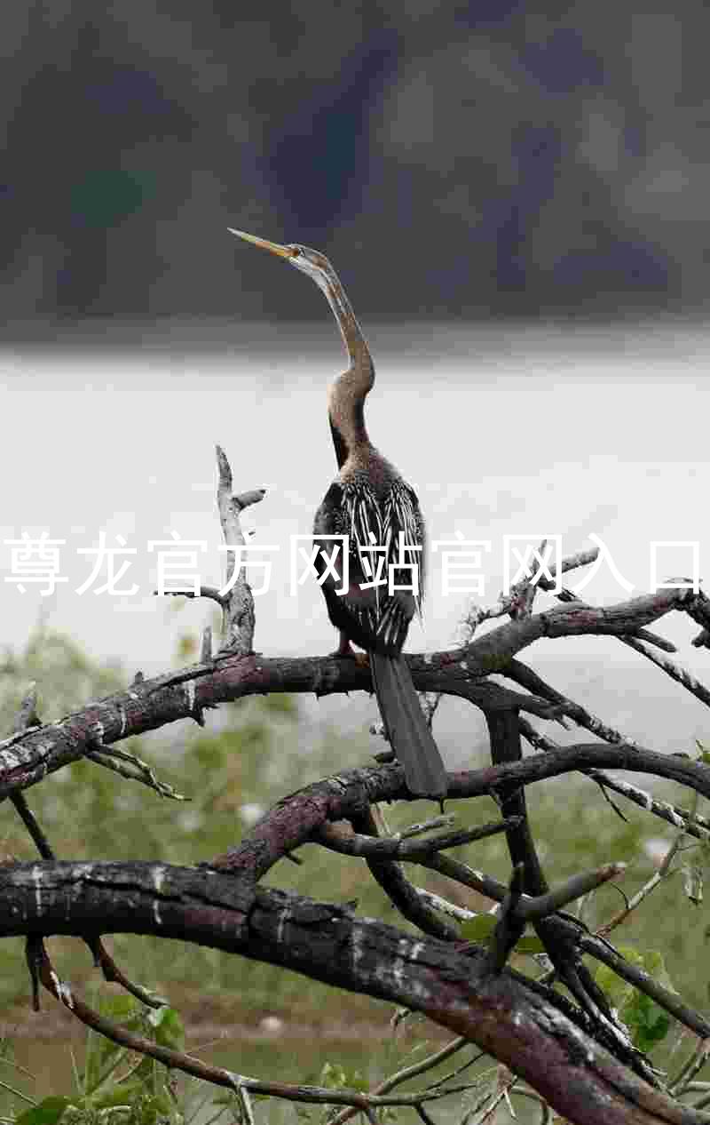 尊龙官方网站官网入口